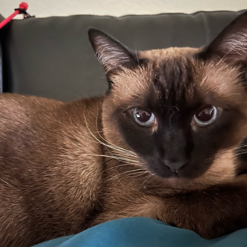 Meet your Posher, Adriana